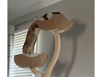 ちょっかいを出すのかと思ったら…先輩猫さんへそっと挨拶をする猫さん