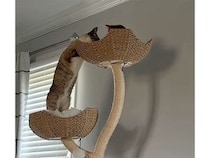 ちょっかいを出すのかと思ったら…先輩猫さんへそっと挨拶をする猫さん