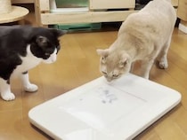 「ぷにぷに動いて気になるニャ！」手作りウォーターマットに夢中な猫さん