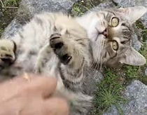 何度も追いかけて来る！「撫でて、モフって♡」お腹を見せる野良猫ちゃん
