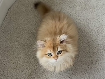 「ここにおいで」に頷いてお返事する子猫さん、お利口すぎた