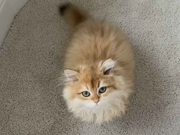 「ここにおいで」に頷いてお返事する子猫さん、お利口すぎた