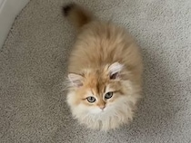 「ここにおいで」に頷いてお返事する子猫さん、お利口すぎた
