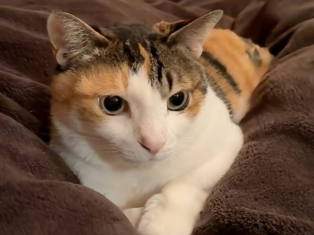 「重いよ…」と言われても微動だにしない猫さん、意志が固すぎた