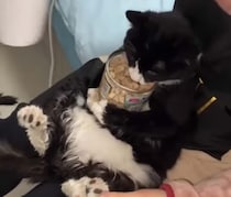 食い意地がすごい…笑  こんな状況でもおやつに夢中な猫さん！