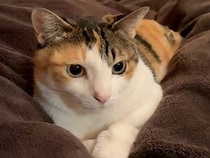 「重いよ…」と言われても微動だにしない猫さん、意志が固すぎた