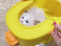 生後2ヶ月の子猫さん、初めてのお風呂を落ち着いて楽しんでいた