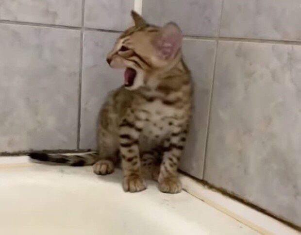 「助けてママ〜！」浴室に忍び込んで後悔する子猫