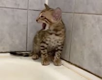 「助けてママ〜！」浴室に忍び込んで後悔する子猫