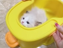 生後2ヶ月の子猫さん、初めてのお風呂を落ち着いて楽しんでいた