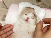 スパ体験中の子猫さん、気持ちよすぎてチュパチュパ夢見心地♡