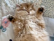 お腹まる出しでスヤスヤの猫さん、遊びに来た子猫さんとほっこり寄り添って夢の中