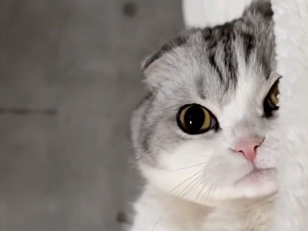 まんまるおめめでうっとり。カメラの前でとろける猫さんにキュン