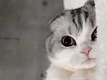 まんまるおめめでうっとり。カメラの前でとろける猫さんにキュン