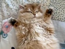 お腹まる出しでスヤスヤの猫さん、遊びに来た子猫さんとほっこり寄り添って夢の中