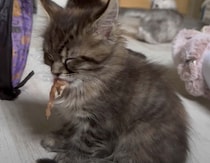 寝てる？ 起きてる？ 睡魔と戦いながらゴハンを食べる子猫さん