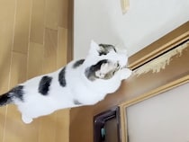 「そこに何かいるニャ！？」ドアの隙間の物体をハンティングする猫さん