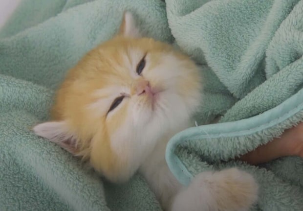 お風呂も悪くないにゃ♡ お湯に浸かっても余裕の子猫さん