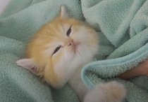 お風呂も悪くないにゃ♡ お湯に浸かっても余裕の子猫さん