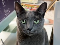 「お手」はバッチリな猫さん、でも「どいて」だけは聞こえないフリ