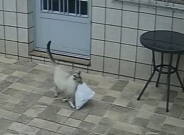 この子賢すぎ!! 置き配の荷物を部屋に運んでくれる猫