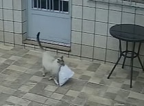 この子賢すぎ！！ 置き配の荷物を部屋に運んでくれる猫