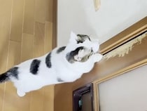 「そこに何かいるニャ！？」ドアの隙間の物体をハンティングする猫さん