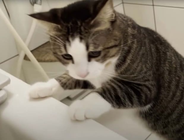 パパ溺れてない!? お風呂が心配で様子を観にくる猫さんたち