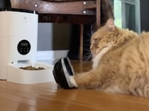 なんでも自動化すりゃいいもんじゃない？ ゴハンにこだわる猫さん