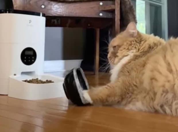 なんでも自動化すりゃいいもんじゃない? ゴハンにこだわる猫さん