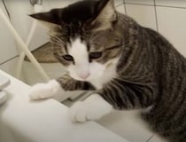 パパ溺れてない！？ お風呂が心配で様子を観にくる猫さんたち