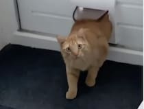 「あ、家を間違えました」ペット用ドアから知らない猫が登場！