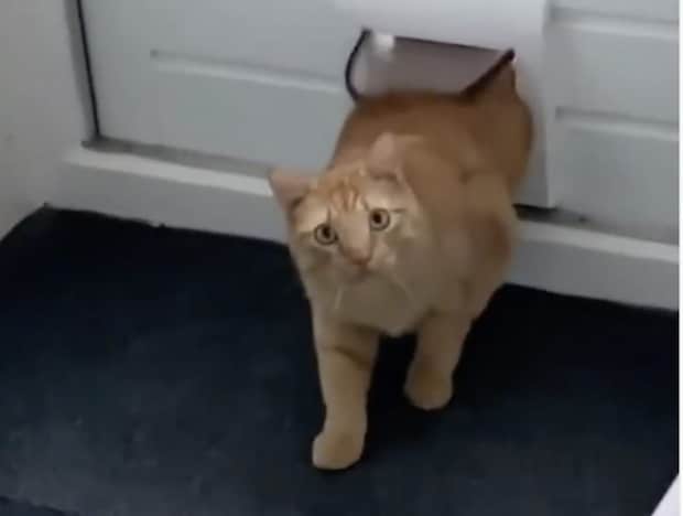 「あ、家を間違えました」ペット用ドアから知らない猫が登場!