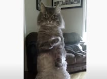 ものすごい必殺技が出てきそう…！ カッコよくポーズを決める猫さん