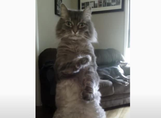 ものすごい必殺技が出てきそう…! カッコよくポーズを決める猫さん