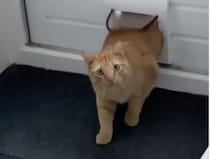 「あ、家を間違えました」ペット用ドアから知らない猫が登場！