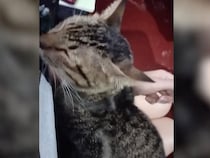 「ボクも甘えたい！」お膝の上を奪おうとする猫さんの攻防戦