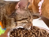 「ガーッ！」と勢いよくごはんを食べる猫さん、豪快な食べっぷりにびっくり！