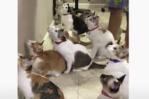 みんな反応が可愛い！ 猫集団の前で猫じゃらしを振ってみたら…