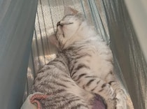 ハンモックで、こんなに器用に寝る子猫見たことある？