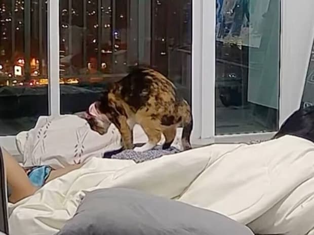 くつろぐ飼い主さんの背中側に、猫さんがそっとやってきてマッサージ!