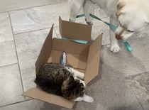 箱に入るだけじゃつまんない！新しい遊びを始めた猫と犬