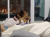 くつろぐ飼い主さんの背中側に、猫さんがそっとやってきてマッサージ！