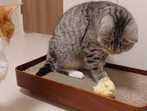 ただの「紙ボール」じゃないよ！ 猫さんたちが夢中になるおもちゃ
