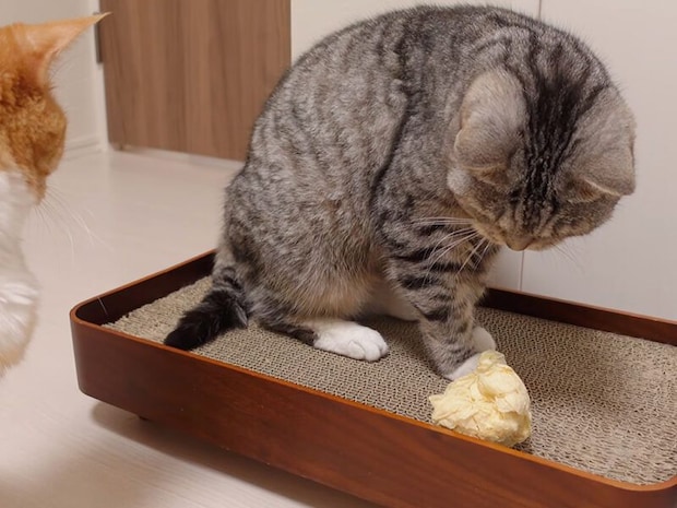 ただの「紙ボール」じゃないよ！ 猫さんたちが夢中になるおもちゃ