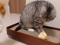 ただの「紙ボール」じゃないよ！ 猫さんたちが夢中になるおもちゃ