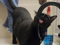 どうしても蛇口の水を飲みたい黒猫さん、ついには直飲みにチャレンジ！