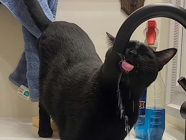 どうしても蛇口の水を飲みたい黒猫さん、ついには直飲みにチャレンジ！