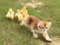 アヒルのヒナたちを引き連れてお散歩する子猫さん、まるで頼れるリーダー！