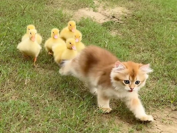 アヒルのヒナたちを引き連れてお散歩する子猫さん、まるで頼れるリーダー！